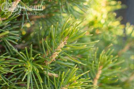 Купить ель обыкновенная tompa деревья и растения