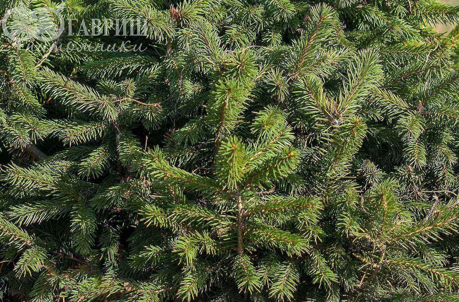 Ель обыкновенная Nidiformis