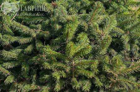 Купить ель обыкновенная nidiformis деревья и растения