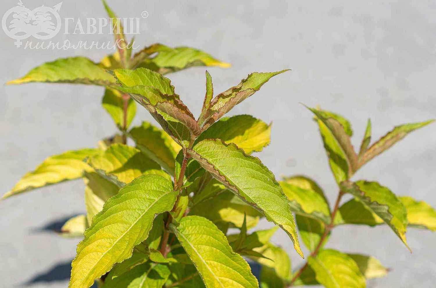 Вейгела цветущая Aurea