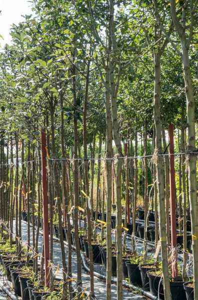 Саженцы рябина круглолистная (ария) magnifica Саженцы рябина круглолистная (ария) magnifica