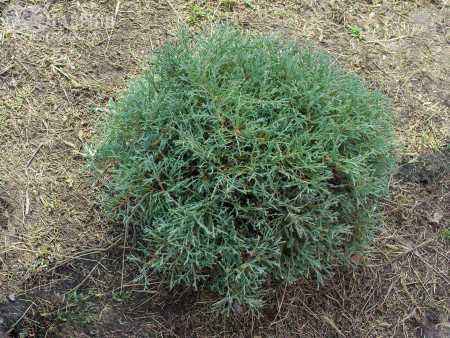 Купить туя западная mr.bowling ball деревья и растения