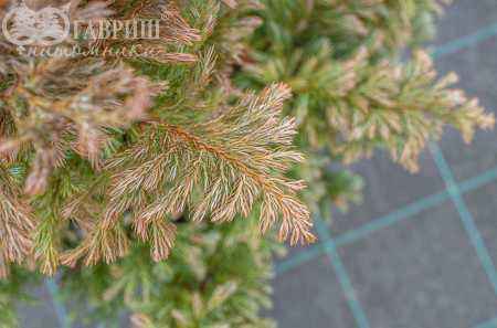 Купить кипарисовик горохоплодный boulevard деревья и растения