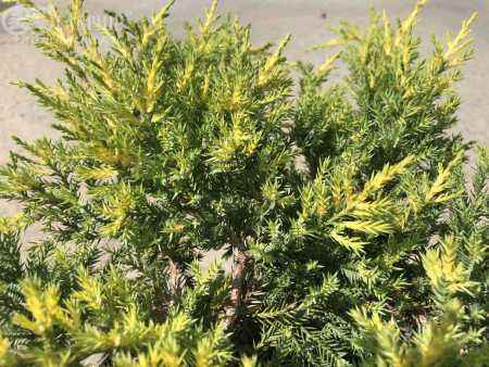 Купить можжевельник средний gold star деревья и растения