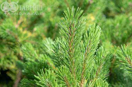 Купить сосна горная ophir деревья и растения