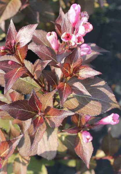 саженцы Вейгела цветущая Victoria