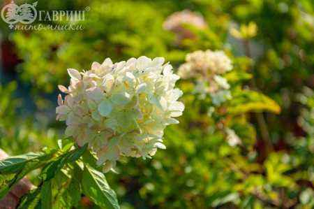 саженцы Гортензия метельчатая Phantom