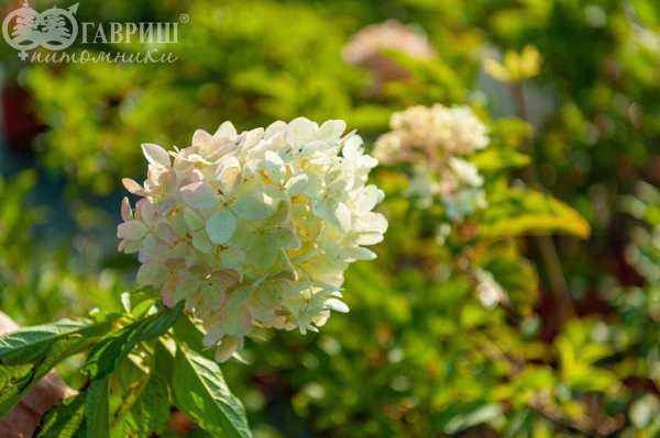 саженцы Гортензия метельчатая Phantom