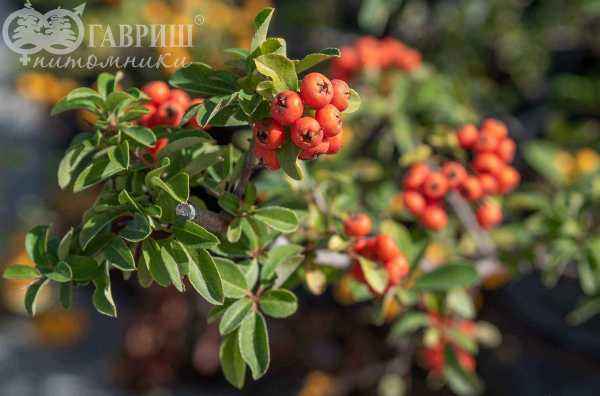 саженцы Пираканта Red Column