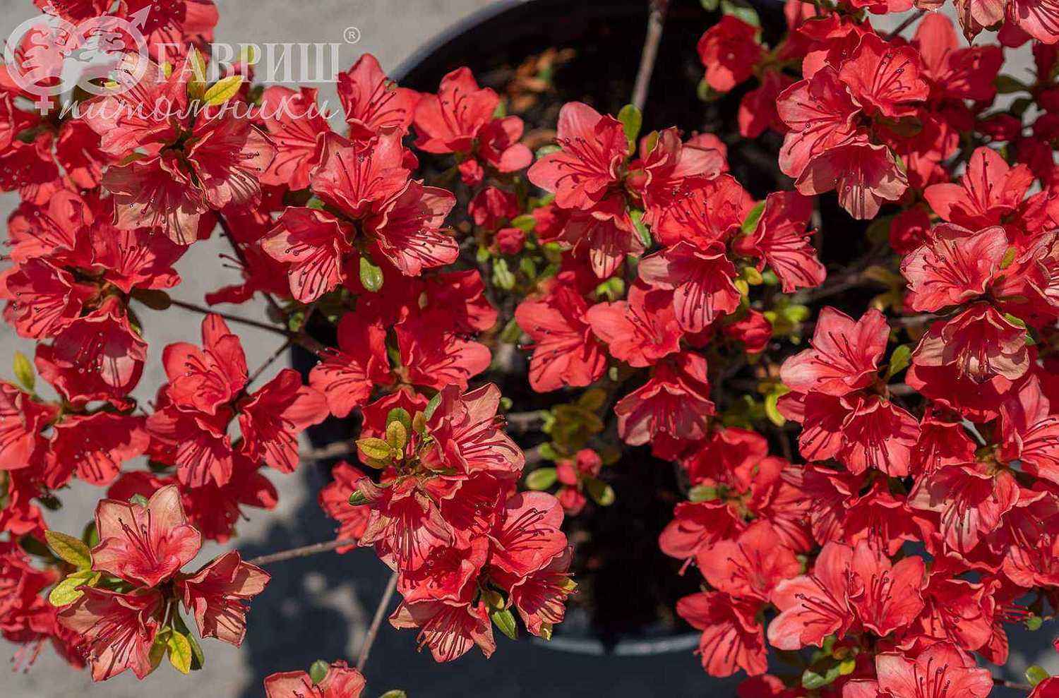 Азалия японcкая Fridoline