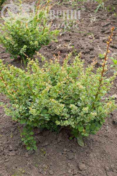 саженцы Барбарис Тунберга Kelleriis