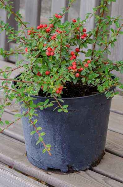 саженцы Кизильник гибридный Coral Beauty