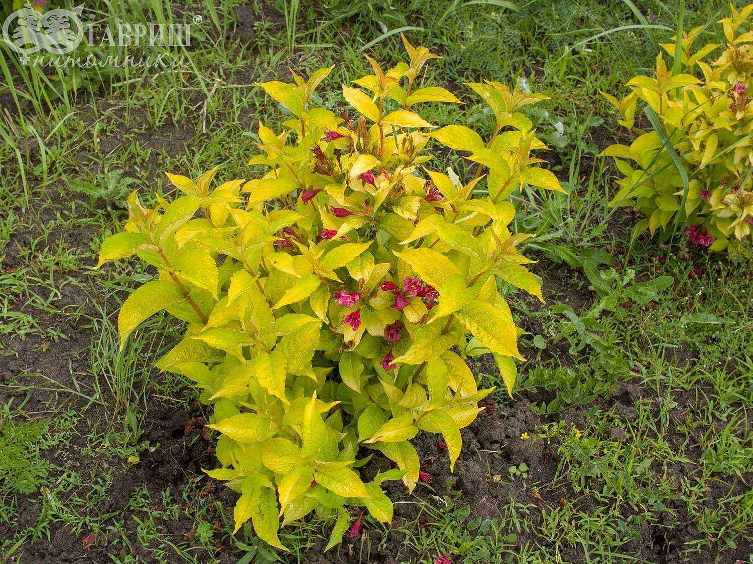 Вейгела цветущая Aurea