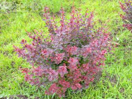 саженцы Барбарис Тунберга Golden Ring