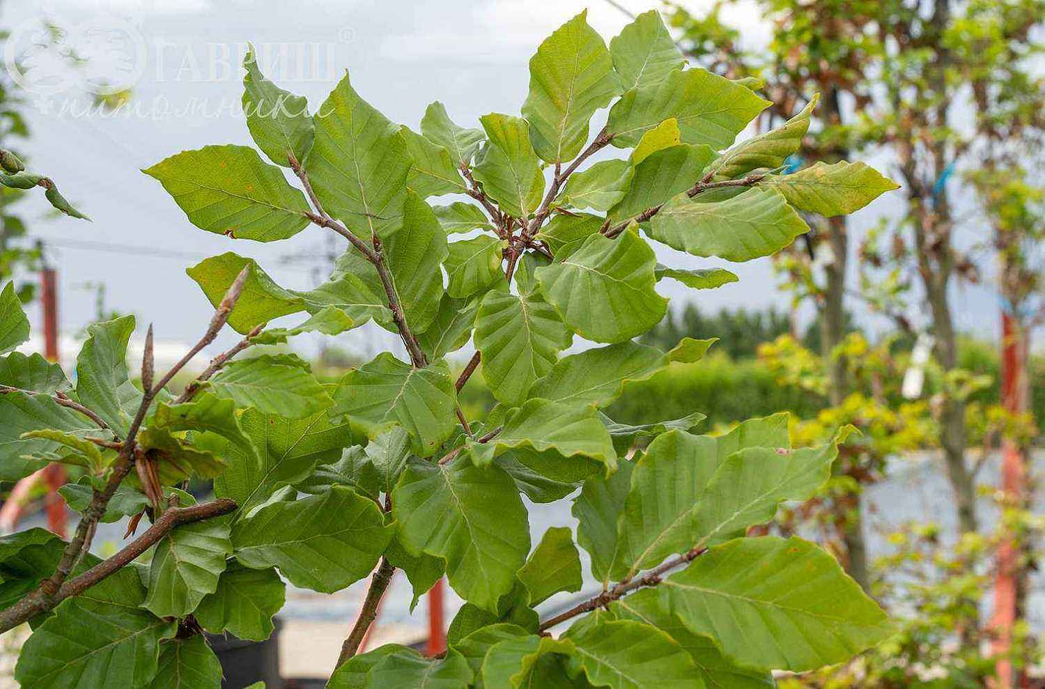 Бук лесной (европейский)