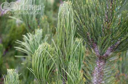 Купить сосна боснийская (гельдрейха) satellit деревья и растения
