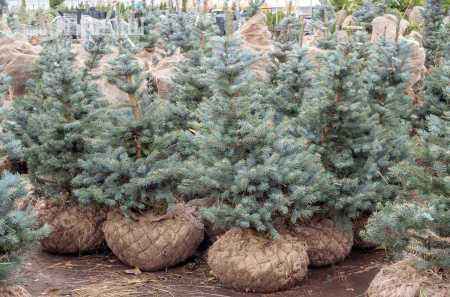 Купить ель колючая fat albert деревья и растения