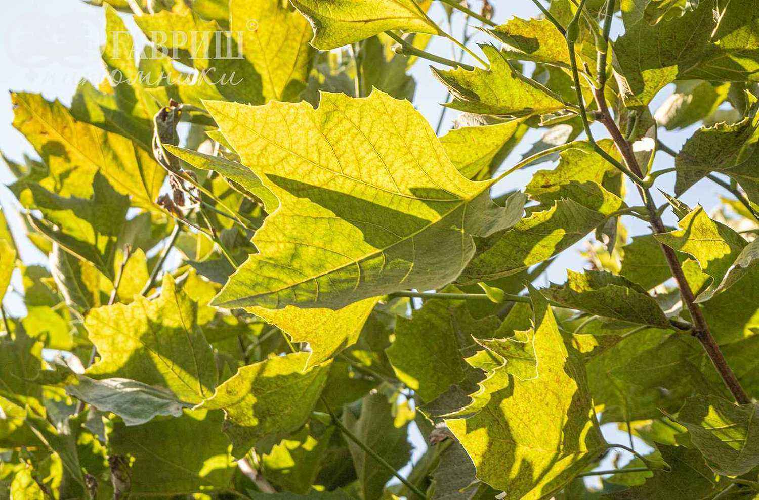 Платан кленолистный Alphen's Globe (испанский)