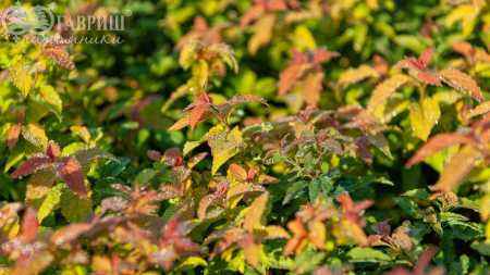 саженцы Спирея японская Goldflame