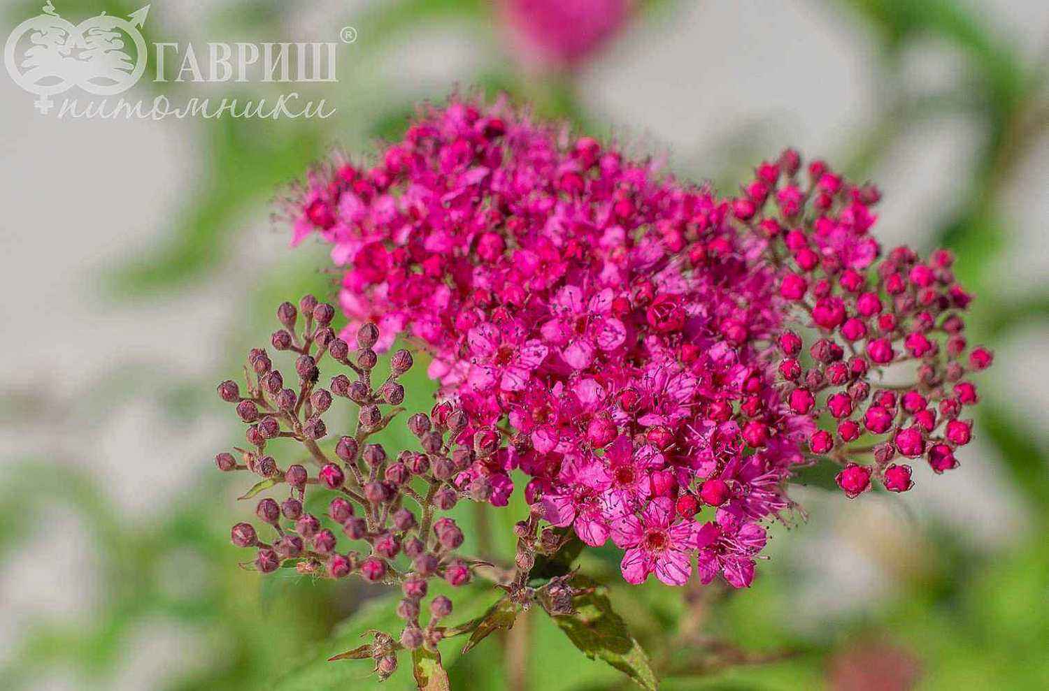 Спирея японская Neon Flash