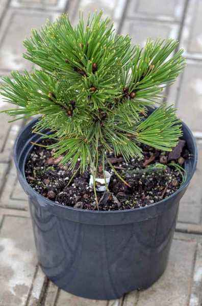 Купить сосна гельдриха grune lagune деревья и растения