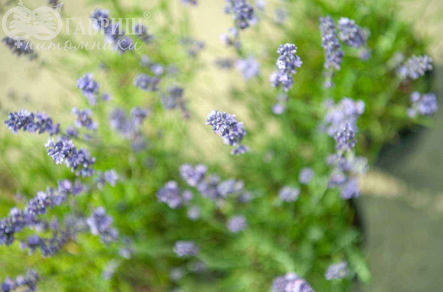 Лаванда узколистная Hidcote (Hidcote Blue)