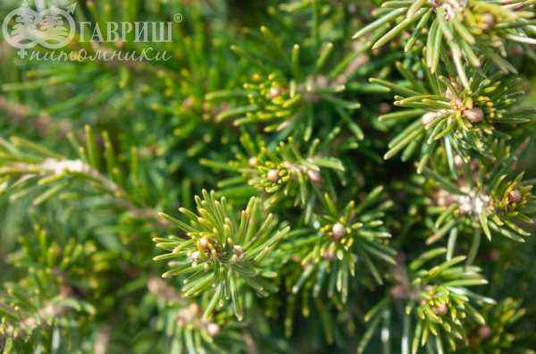 Купить ель обыкновенная tompa деревья и растения