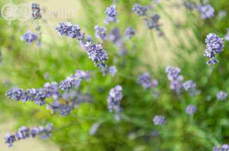 саженцы Лаванда узколистная Hidcote (Hidcote Blue)