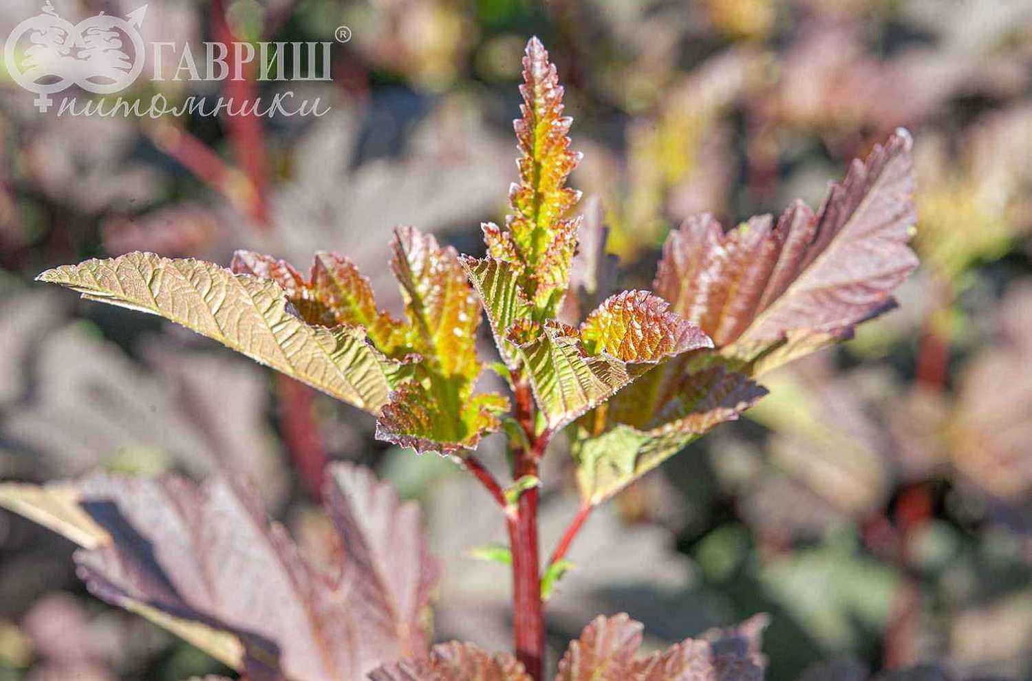 Пузыреплодник калинолистный Diabolo