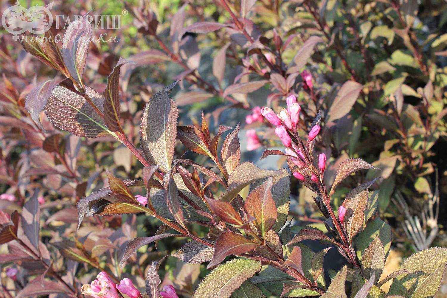 Вейгела цветущая Victoria