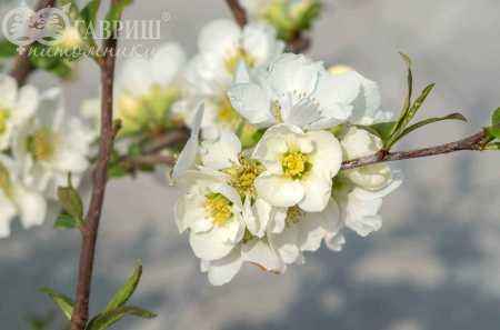 саженцы Хеномелис прекрасный Nivalis