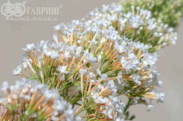 саженцы Буддлея Давида White Ball