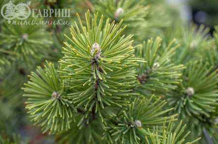 Купить сосна черная spielberg деревья и растения