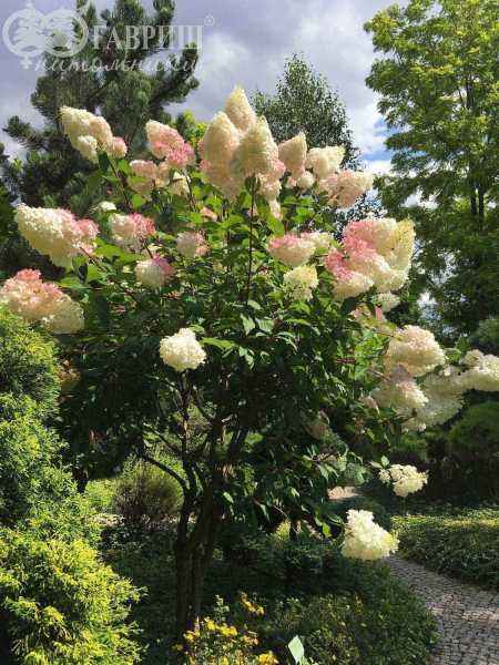 саженцы Гортензия метельчатая Vanille Fraise (Renhy)