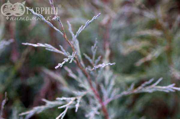 Купить можжевельник скальный pathfinder деревья и растения