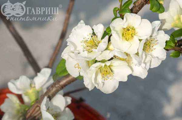 саженцы Хеномелис прекрасный Nivalis