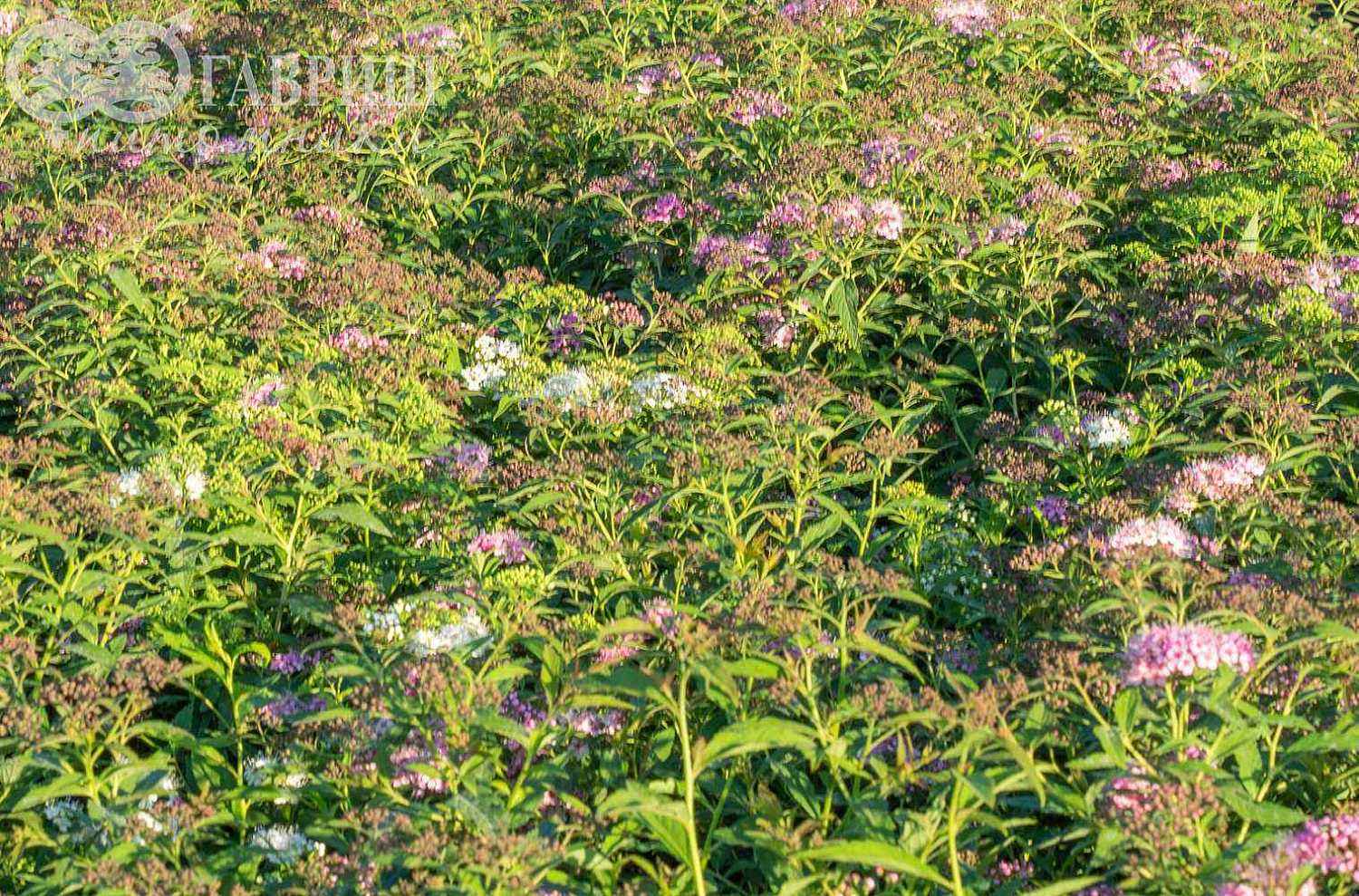 Спирея японская Genpei (Shirobana)