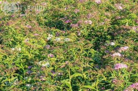 саженцы Спирея японская Genpei (Shirobana)