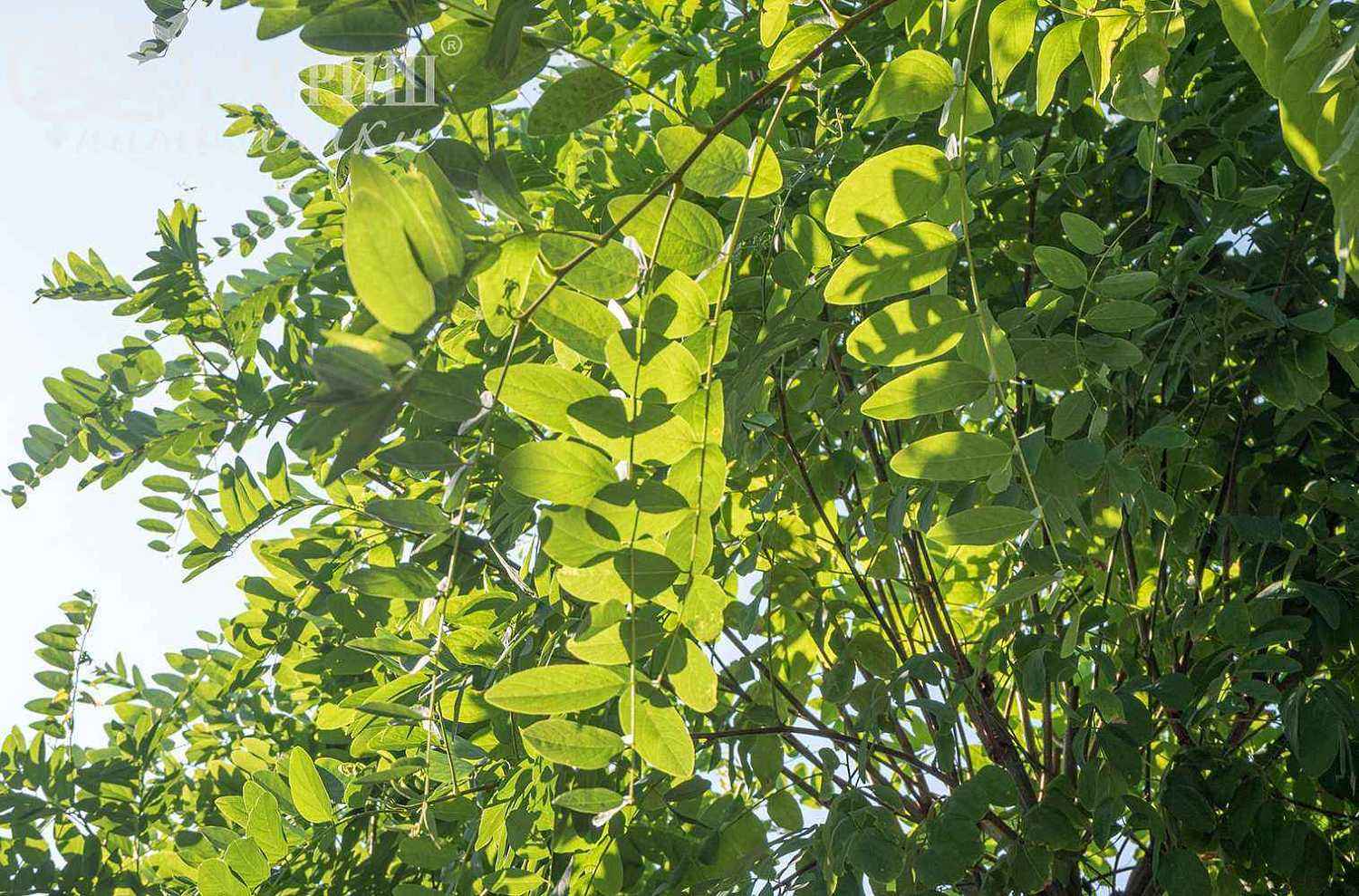 Робиния псевдоакация Umbraculifera