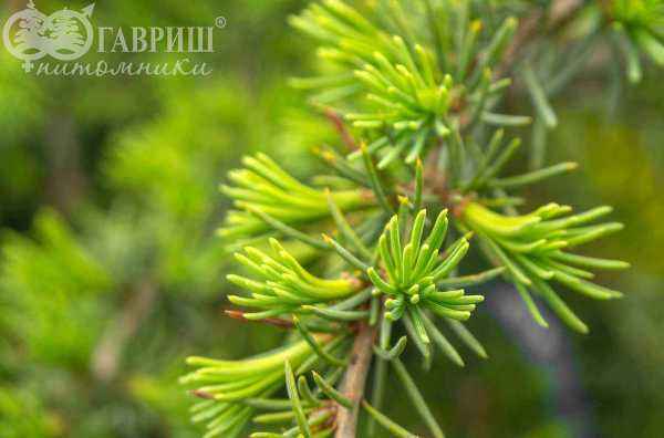 саженцы Кедр деодара Pendula