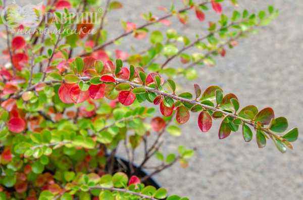 саженцы Кизильник горизонтальный