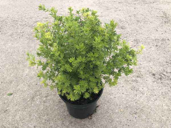 саженцы Лапчатка кустарниковая Kobold