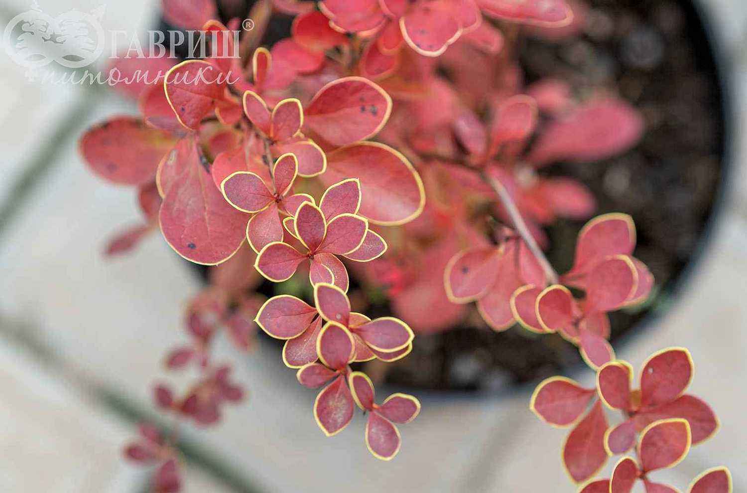 Барбарис Тунберга Red Carpet