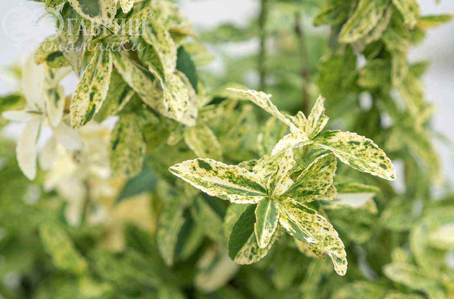 Бересклет Форчуна Golden Harlequin