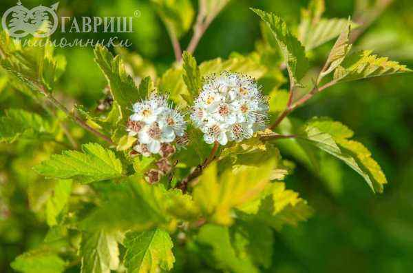 саженцы Пузыреплодник калинолистный Dart's Gold