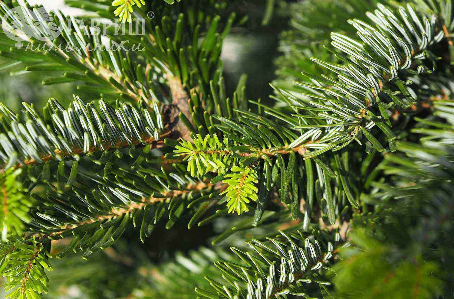 Пихта кавказская (Нордмана)