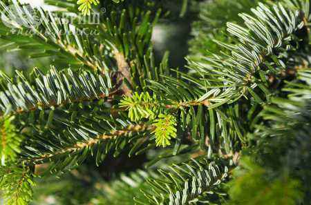 Купить пихта кавказская (нордмана) деревья и растения