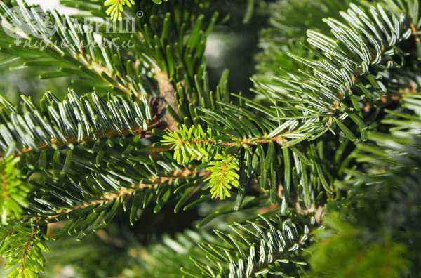 Купить пихта кавказская (нордмана) деревья и растения