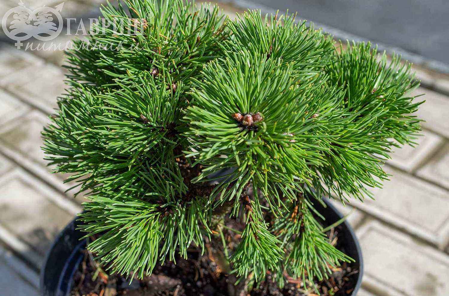 Сосна горная Ofenpass