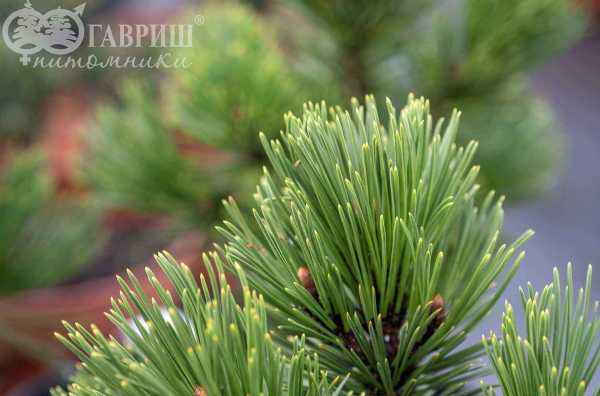 Купить сосна гельдриха grune lagune деревья и растения